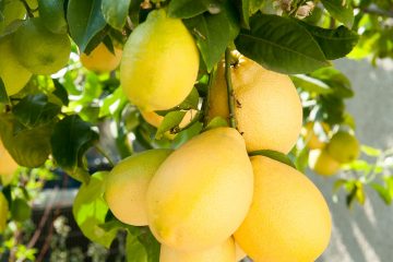 4 zdravstvene pogodnosti od kore citrusnog voća